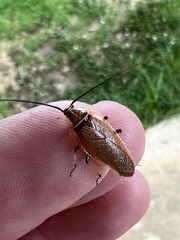 Balta bicolor