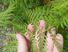 Calochlaena dubia