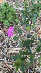 Convolvulus althaeoides