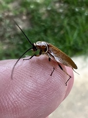 Balta bicolor