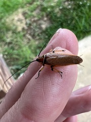 Balta bicolor