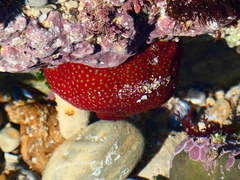 Actinia fragacea