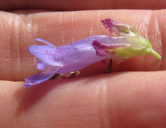 Penstemon globosus