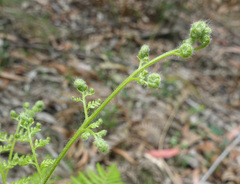 Calochlaena dubia