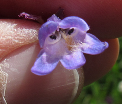 Penstemon globosus