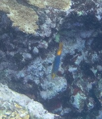 Bodianus rufus