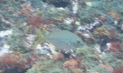 Caranx