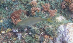 Caranginae