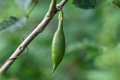 Tabebuia fluviatilis