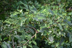 Tabebuia fluviatilis