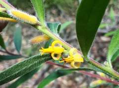 Persoonia mollis