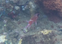 Holocentrus adscensionis