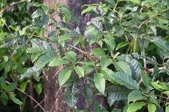 Tabebuia fluviatilis
