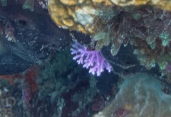 Stylaster roseus