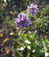 Penstemon