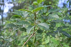 Tabebuia fluviatilis
