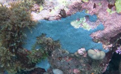 Halisarca caerulea