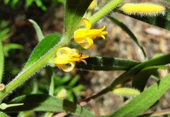 Persoonia mollis