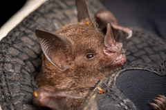 Carollia sowelli