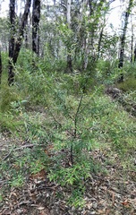 Persoonia mollis