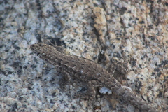 Liolaemus velosoi