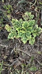 Sanicula arctopoides