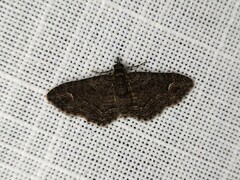 Pasiphilodes testulata