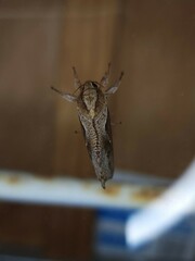 Elhamma australasiae