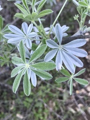 Lupinus albifrons