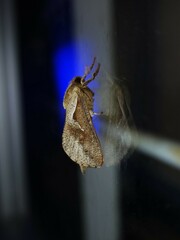 Elhamma australasiae