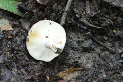 Russula amoenicolor