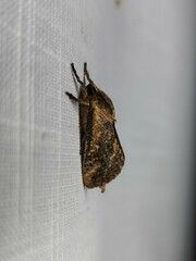 Elhamma australasiae