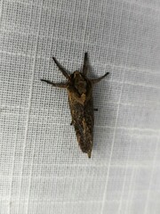 Elhamma australasiae