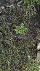 Sanicula arctopoides