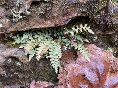Asplenium bradleyi