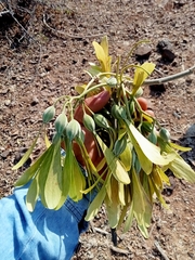 Gyrocarpus jatrophifolius