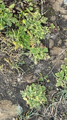 Sanicula arctopoides