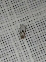 Opostegoides gephyraea