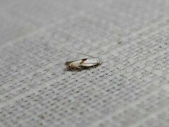 Opostegoides gephyraea