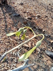 Gyrocarpus jatrophifolius