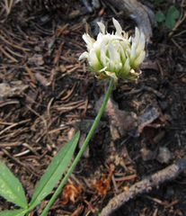 Trifolium longipes