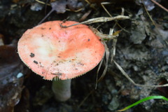 Russula luteotacta