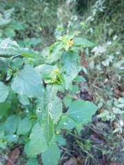 Synedrella nodiflora