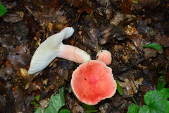 Russula luteotacta