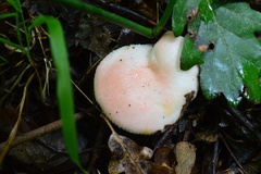 Russula luteotacta