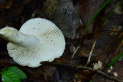 Russula luteotacta