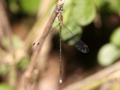 Lestes forficula
