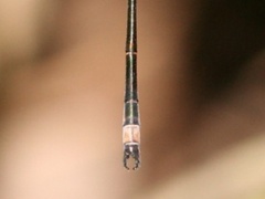 Lestes forficula