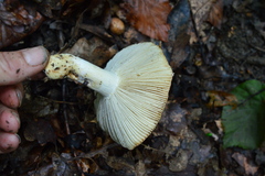 Russula luteotacta