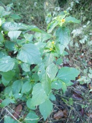 Synedrella nodiflora